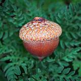 Acorn On A Bed Of Weeds_27775-8